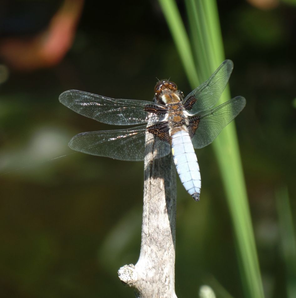 bijzondere 'libelle'?